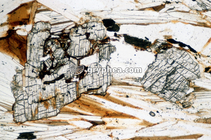 Disthène LPNA x15 - gryphea.org